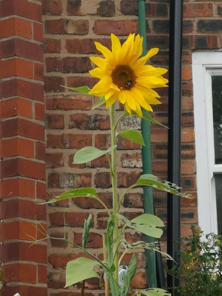 sunflower