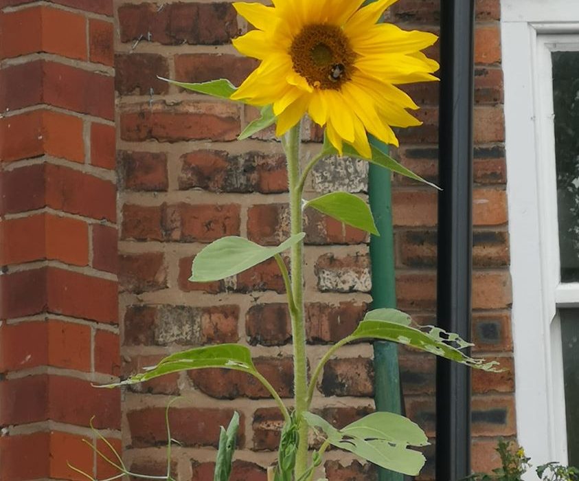 sunflower